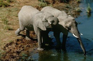 afrikai elefánt (afrikai elefánt, )