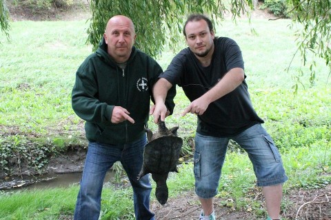 aligátorteknős (aligátorteknős)