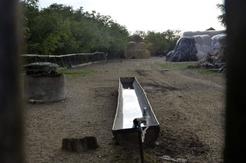 anthrax jászladányban (anthrax, jászladány, lépfene)