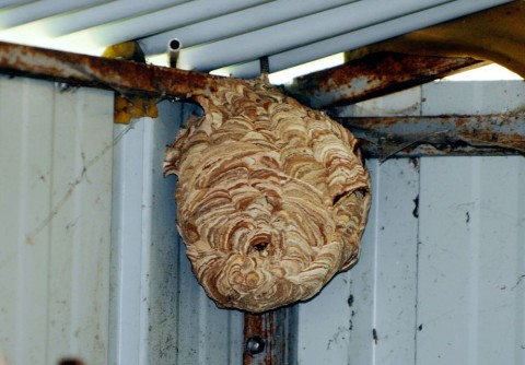 ázsiai lódarázs (ázsiai lódarázs)