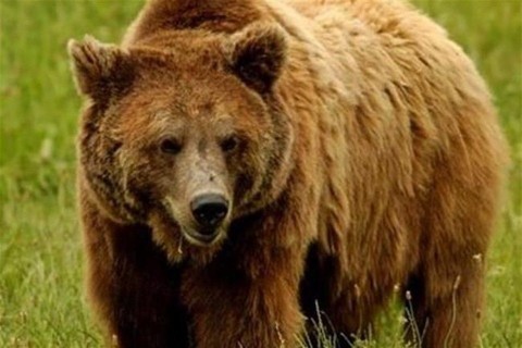 barnamedve(1)(960x640).jpg (medve)