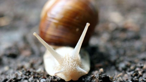 csiga(430x286)(1).jpg (csiga)