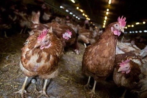 csirke(2)(960x640).jpg (csirke)