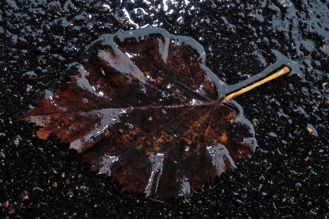 eső falevél (téli eső)