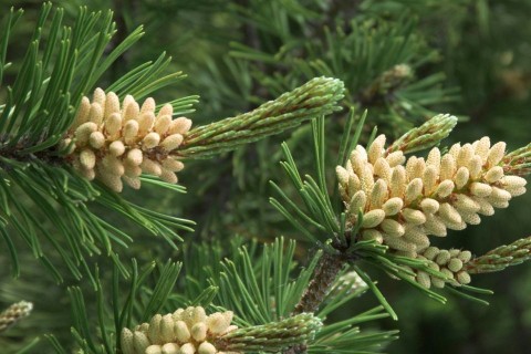 fenyőfa, erdei fenyő (fenyő)