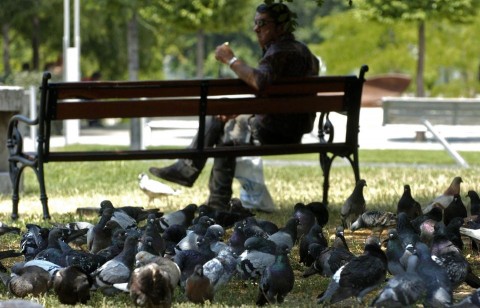 galambok a deák téren (galambok a deák téren)