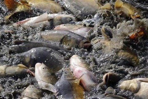 halak(1)(960x640).jpg (halak)