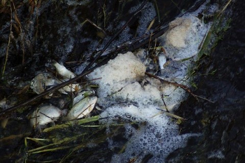 halpusztulas-a-Kapos-folyoban(960x640).jpg (halpusztulás, kapos)