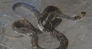 kígyó (kígyó, )