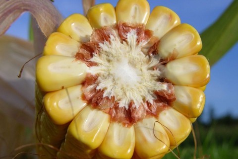 kukorica (kukorica, )