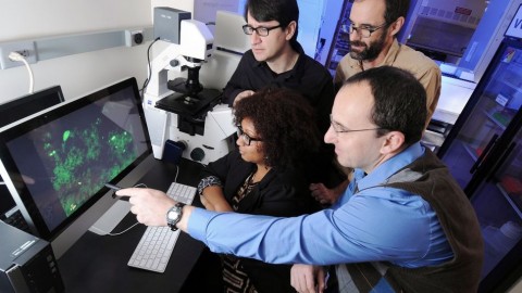 kutatok(210x140)(2).jpg (kutatók, labor, számítógép, usa, innováció,)