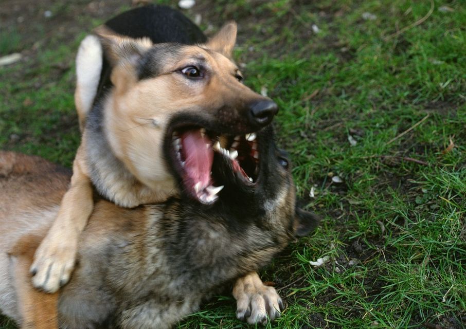 kutyatámadás (kutyatámadás)