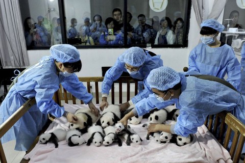 óriáspanda (óriáspanda, )