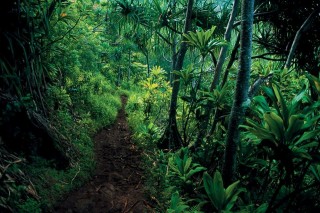 őserdő, dzsungel, esőerdő (őserdő, )
