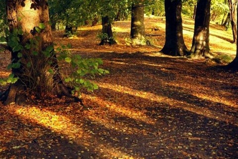 osz-napsutes(1)(960x640).jpg (erdő, ősz, )