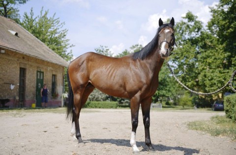 overdose testvére (overdose testvére, ló, lovas sport, )