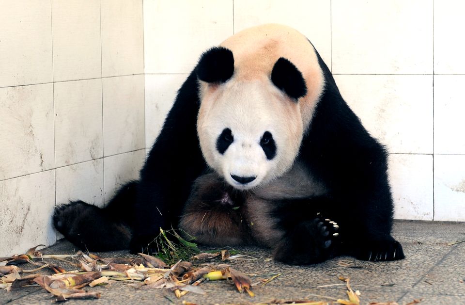 panda (panda, )