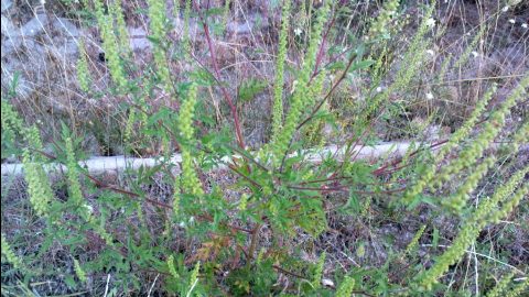 parlagfű (parlagfű, )