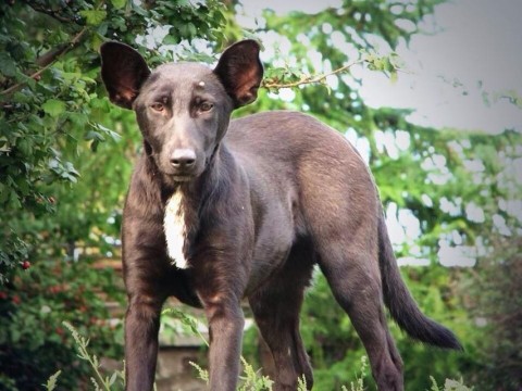 putyinkutya (vlagyimir putyin, kutya)