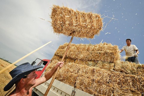 szalma betakarítás (szalma betakarítás)