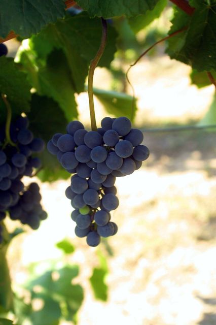 szőlő (szüret, )