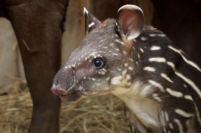tapir(210x140)(1).jpg (veszprémi állatkert, tapír, )