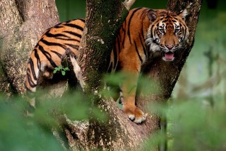 tigris (tigris)