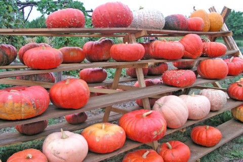 tök, sütőtök, tökfesztivál (tök, sütőtök, )