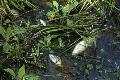 vinaszomles-halpusztulas(1)(1)(960x640)(1).jpg (vinasz, halpusztulás)