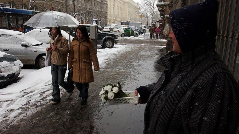 virágárus (virágárus, hóvirág, )