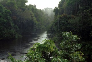 Amazonas (amazonas, dzsungel, esőerdő, )