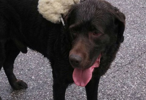 Boogie (kutya, maraton, )