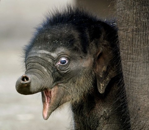 Elefant(960x640)(2).jpg (elefánt, )