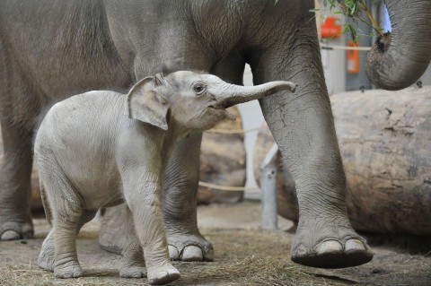 Elefantbebi(960x640)(1).jpg (elefántbébi, münchen, )
