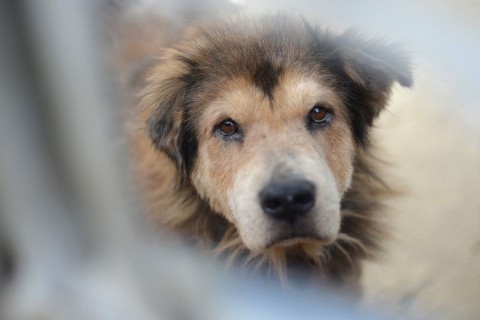 Kóbor kutya (kóbor kutya)