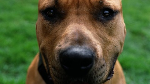 Pitbull(430x286)(1).jpg (pitbull)