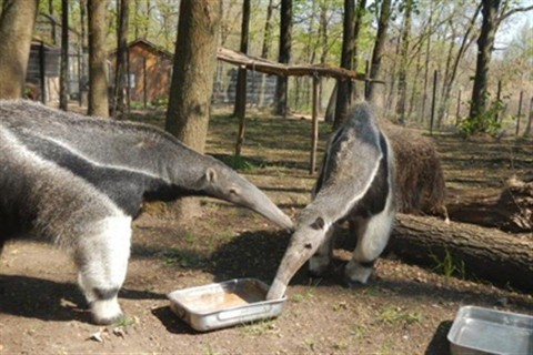 Sorenyes-hangyaszok(2)(960x640).jpg (Sörényes hangyászok)