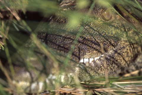 aligator(960x640)(2).jpg (aligátor, )