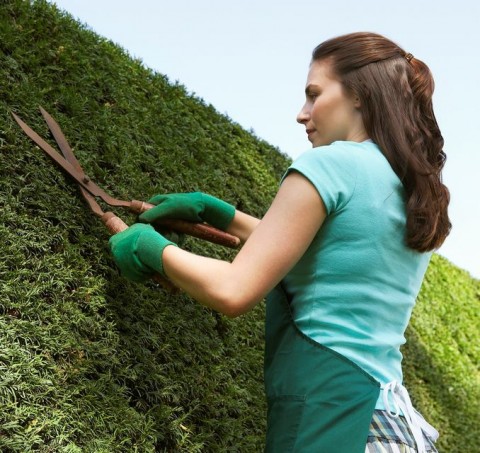 bokormetszes(960x640)(1).jpg (bokor, metszés)