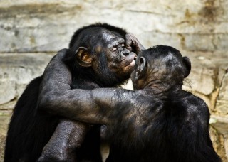 bonobók (bonobo, majom, )