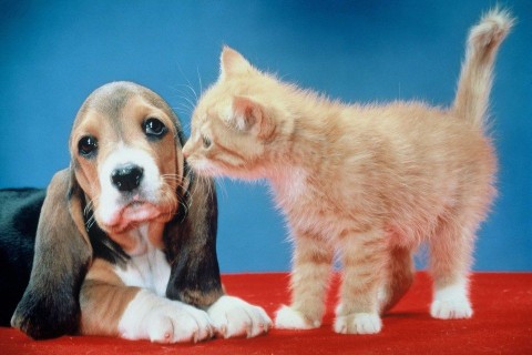 cica-kutya, kutya macska (cica, kutya)