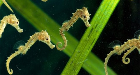 csikóhal3 (csikóhal, )