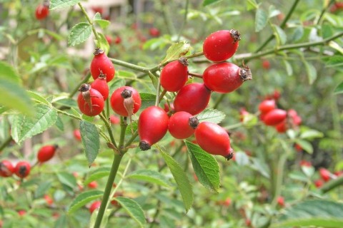 csipkebogyó (csipkebogyó, )