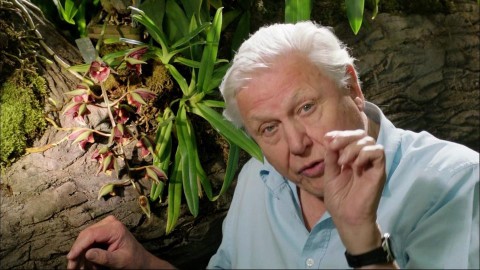 david attenborough (david attenborough, )