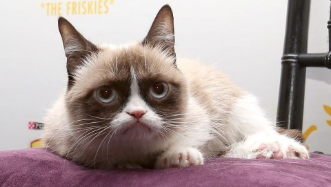 grumpy cat (macska, vicces, )