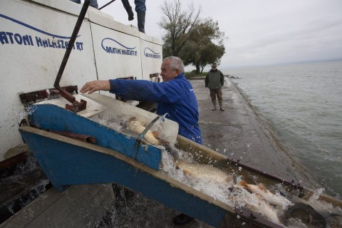 haltelepítés (haltelepítés, )