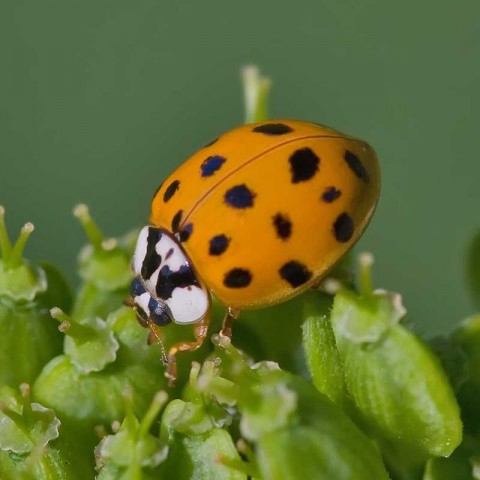 harlekinkatica (harlekinkatica, katica)