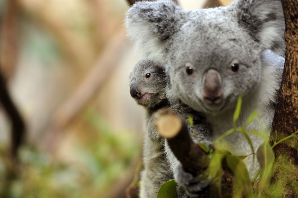 koala (koala, veszélyeztetett fajok, )