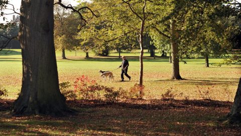 kutyasétáltatás (kutya, park, természet, )