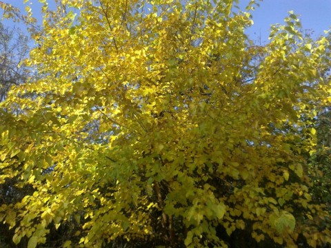 ősz, napsütés,  (ősz)